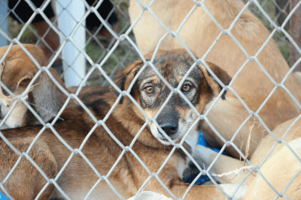 Pet Protected With Insurance