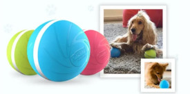 The Intelligent Toy That Keeps Your Pet Healthy, Happy & Fit